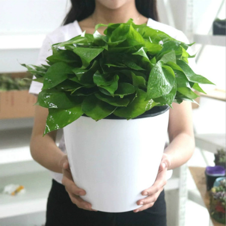 Doniczka Samonawadniająca PATIO - 18cm Biała Plastikowa Donica